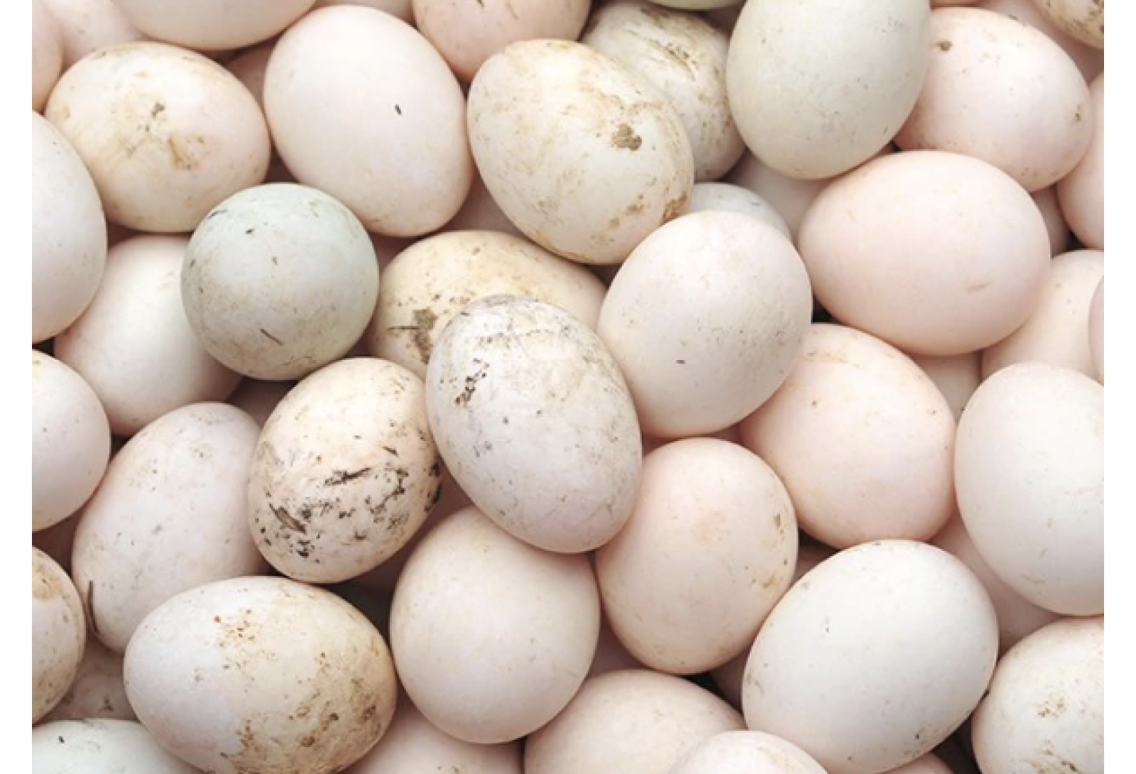 Premium Duck Egg  /  Tharavu / താറാവ്മുട്ട ( Pack of 6nos )